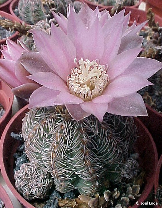 Gymnocalycium bruchii v. DSCF1246c ©JLcoll